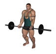 Barbell Curl - Basic